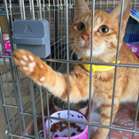 アルバムを表示します