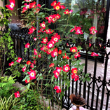 アルバムを表示します