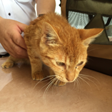 アルバムを表示します