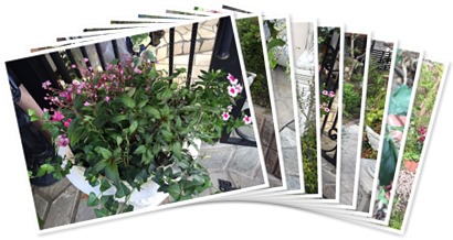 アルバムを表示します