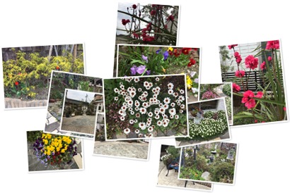 アルバムを表示します