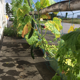 アルバムを表示します