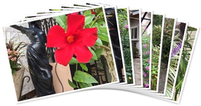 アルバムを表示します