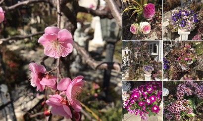 アルバムを表示します