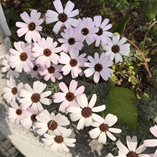 アルバムを表示します