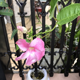 アルバムを表示します