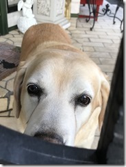 20161219_171026_0155